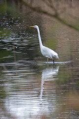 A beautifully serene scene featuring a white bird walking gracefully along the edge of a reflective pond