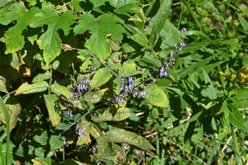 Isodon inflexus flowers. lamiaceae perennial plants.
Blue-purple, lip-shaped flowers bloom in autumn.
