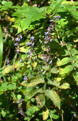 Isodon inflexus flowers. lamiaceae perennial plants.
Blue-purple, lip-shaped flowers bloom in autumn.
