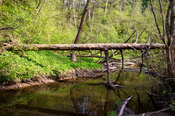 Natural bridge over a forest river made of a fallen tree