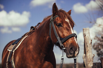 Obraz premium Brown horse in summer on grass