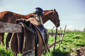 A brown horse stands near a wooden paddock in summer, on which lies a saddle and helmet