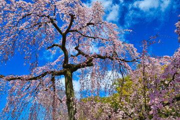 青空に映える京都御苑　出水のしだれ桜 （出水の枝垂れ桜）　日本京都府京都市
Kyoto Gyoen (Kyoto Gyoen National Garden), Demizu Shidarezakura (Demizu cherry blossoms, Demizu weeping cherry blossoms)  shining against the blue sky, Kyoto City