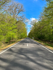Two-way road through the forest on a sunny day