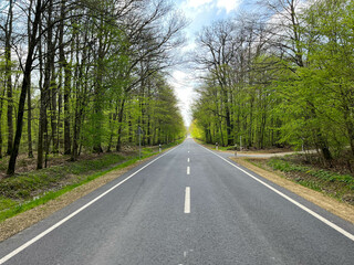Fototapeta premium Two-way road through the forest on a sunny day