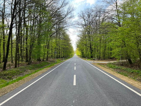 Two-way road through the forest on a sunny day