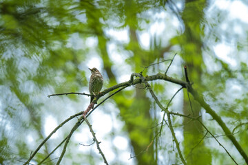 The song thrush sitting on a tree branch. Turdus philomelos, medium wild bird in spring nature