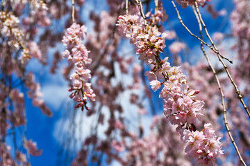 青空に映える京都御苑　出水のしだれ桜 （出水の枝垂れ桜）　日本京都府京都市
Kyoto Gyoen (Kyoto Gyoen National Garden), Demizu Shidarezakura (Demizu cherry blossoms, Demizu weeping cherry blossoms)  shining against the blue sky, Kyoto City