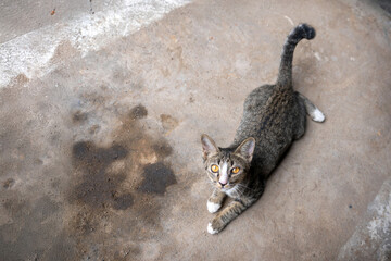 The sly stray gray tabby cat is lying down and looking up into your eyes at the parking lot under...