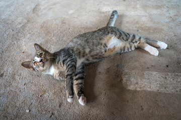 The sly stray gray tabby cat is lying down and looking up at the parking lot under the apartment.