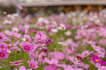 Obraz premium 風に揺れるコスモス