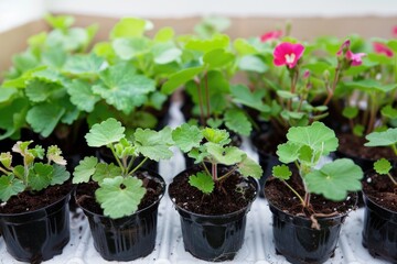 A collection of small pots filled with greenery and plants, perfect for decoration or gardening