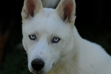 Obraz premium Close-up of Siberian husky looking into the camera