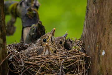 Nest of wild birds called song thrushes standing in a green tree. Turdus philomelos young chicks waiting to be fed by their mother