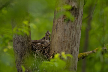 Obraz premium Nest of wild birds called song thrushes standing in a green tree. Turdus philomelos young chicks waiting to be fed by their mother