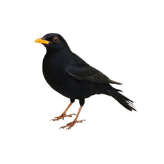 Naklejka premium Blackbird with Yellow Beak and Orange Legs Isolated on White Background