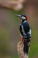 Closeup of a great spotted woodpecker, Dendrocopos major, perched in a forest