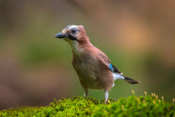 Eurasian jay, Garrulus glandarius, bird close-up