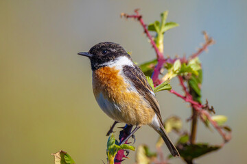 Male Stonechat, Saxicola rubicola, bird singing
