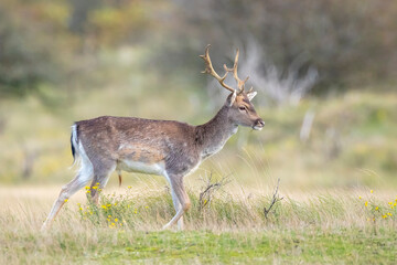 Fallow deer stag Dama Dama in a forest