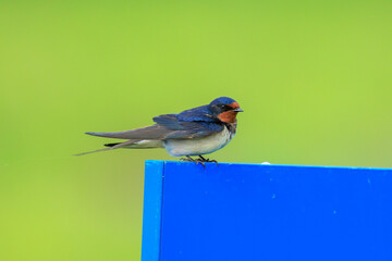 Barn Swallow Hirundo rustica resting closeup
