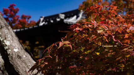 紅葉の永観堂