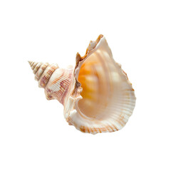 Fototapeta premium Close-up of a Large Seashell with a White Background