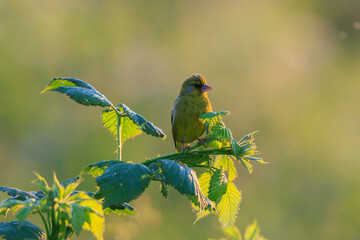 Greenfinch Chloris chloris bird singing