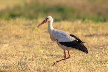 Stork, Ciconia ciconia, foraging in grass