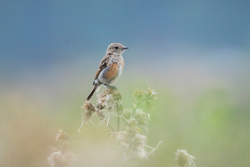 Juvenile Stonechat, Saxicola rubicola, bird singing