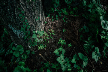 苔むした木と足元に広がる緑の植物たち – 森林の静寂と自然の生命力