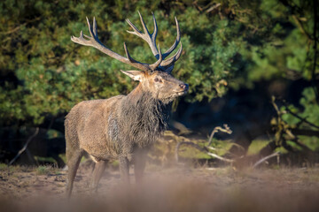 Male red deer, cervus elaphus, rutting during sunset