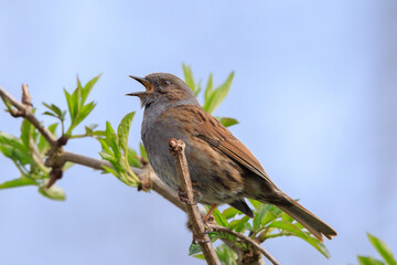 Dunnock Prunella modularis bird singing during Springtime