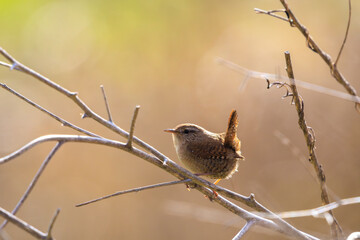 Eurasian Wren bird, Troglodytes troglodytes, display, singing and mating during Springtime