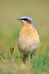 Northern wheatear male bird, Oenanthe oenanthe, foraging in grass