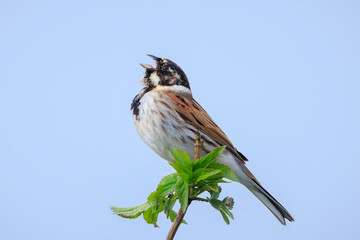 Singing common reed bunting, Emberiza schoeniclus, male bird in the reeds on a windy day