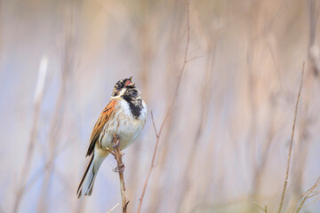 Singing common reed bunting, Emberiza schoeniclus, male bird in the reeds on a windy day