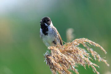 Singing common reed bunting, Emberiza schoeniclus, bird in the reeds on a windy day