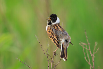 Singing common reed bunting, Emberiza schoeniclus, bird in the reeds on a windy day