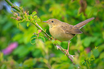 Singing Common Grasshopper warbler bird Locustella naevia in search for a mate during spring season