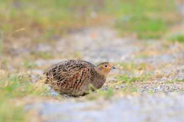 Grey partridge Perdix perdix, foraging