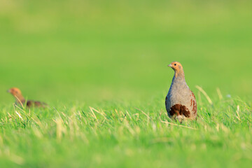 Grey partridge Perdix perdix, foraging