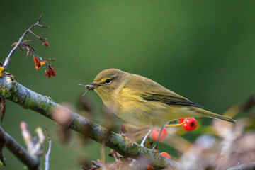 Common chiffchaff bird Phylloscopus collybita foraging red berries