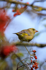 Greenfinch Chloris chloris bird foraging