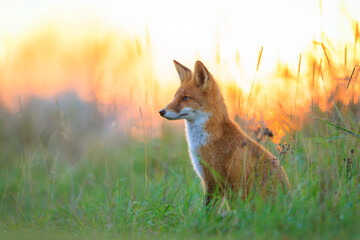 Wild red fox vulpes vulpes during sunset