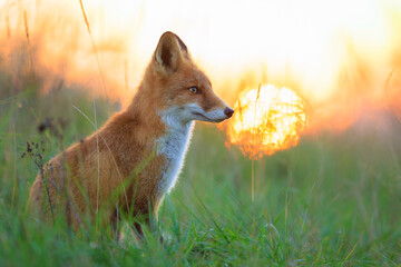 Wild red fox vulpes vulpes during sunset