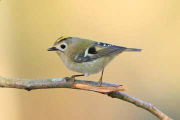 Goldcrest bird, Regulus regulus, foraging through branches of trees and bush
