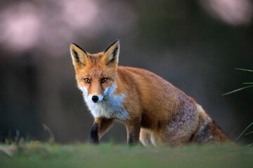 Wild red fox, vulpes vulpes, foraging in a meadow