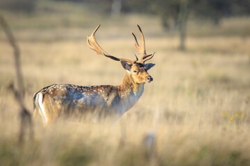 Fallow deer stag Dama Dama in a meadow