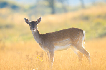 Fallow deer fawn Dama Dama in Autumn